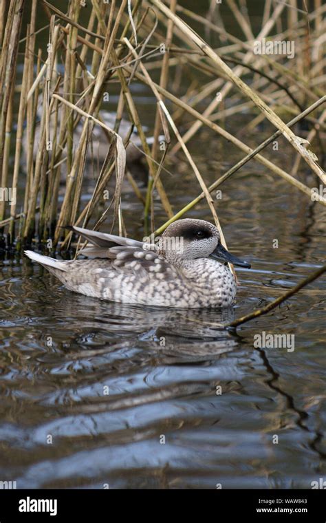 Marbled Teal Marmaronetta Angustirostrismale Duck On Water By Some