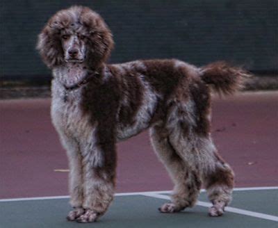 We did not find results for: Lets Party | Poodle puppy standard, Poodle puppy