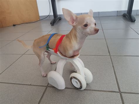 Veterinario Diseña Carrito Impreso 3d A Perrito Chihuahua Con