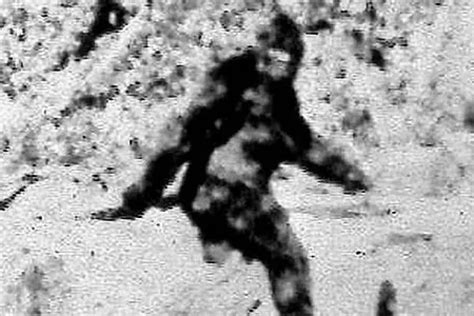 Fox News Bigfoot Sightings 8 Best States To See The Legendary