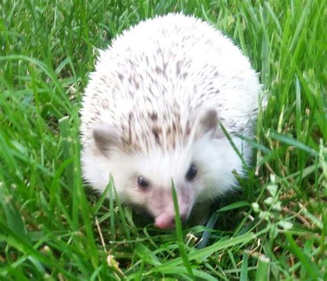 Mr N Sprinkles Wiki Pet Hedgehogs Amino
