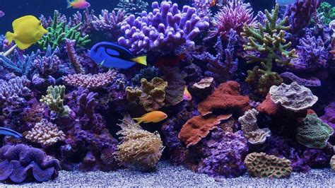Aquarium Fish Tank Wallpapers Top Những Hình Ảnh Đẹp