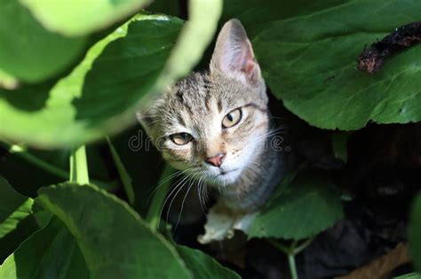 Cute Striped Cat Hiding In Leaves In The Garden Stock Image Image Of