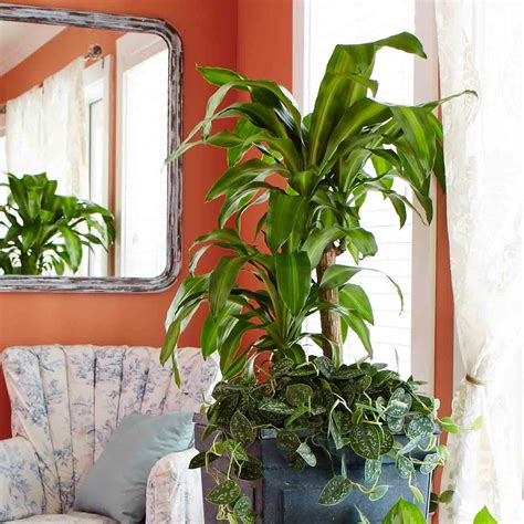 10 Best Low Light Houseplants Costa Farms Indoor Plants Low Light