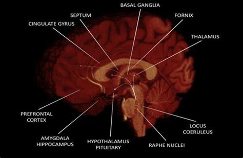 Above Shows The Primary Brain Regions Involved In Human Sexual Download Scientific Diagram