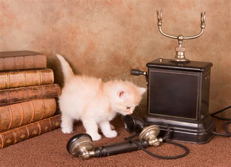 Kitten On The Phone Used Under License With Istockphoto Hall