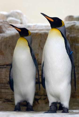 Proud Emperor Penguins Zoo Tiergarten Schönbrunn Vienn Flickr