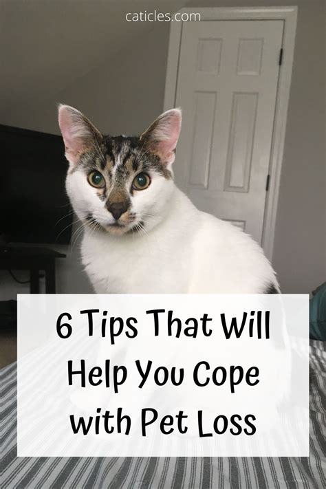 Whatever you do, don't cut a cat's whiskers or pull on them. How to Get Over a Dead Cat: 6 Tips for Pet Loss Memorials ...