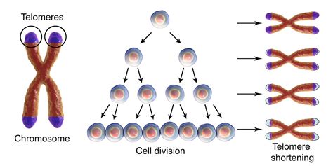 ข่าวสารความรู้ ชะลอวัย ยืดอายุเซลล์ด้วย Telomerase