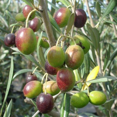 La nocellara del belice rappresenta una cultivar molto pregiata ed è, tra le varietà autoctone siciliane, probabilmente una delle più stimate in assoluto, tanto che nel 1998 ha ottenuto la certificazione dop (denominazione di origine protetta). Olive Tree (Nocellara del Belice) | Restoring Eden