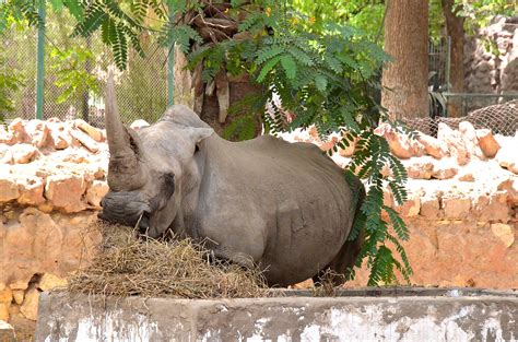 Filewhite Rhinoceros At Giza Zoo By Hatem Moushir 54 Wikimedia