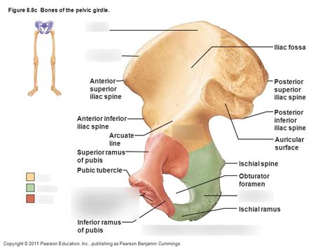 Anatomy Lab Pelvic Girdle Medial And Lateral Diagram Quizlet My XXX