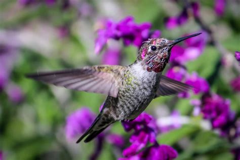 Hummingbirds In Indiana 8 Tiny Bird Species To Spot