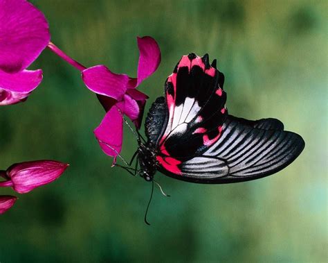 Lovely Butterfly Against A Fuschia Colored Flower Butterfly Painting