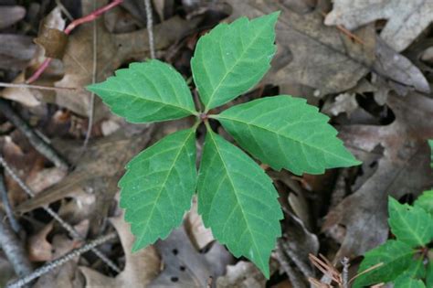 Poison Ivy Yahoo Image Search Results Plant Leaves Poison Ivy Plants