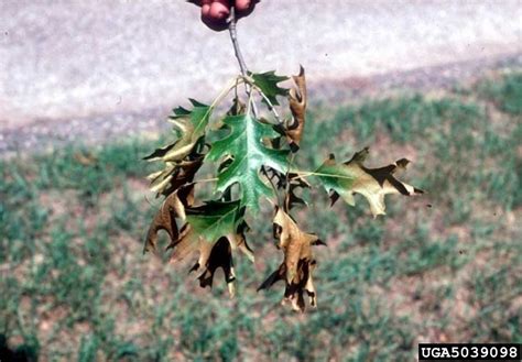 Oak Wilt Bretziella Fagacearum