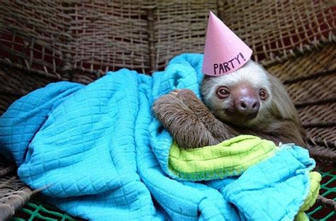 20 Pets Having Better Birthday Parties Than You Cute Baby Sloths