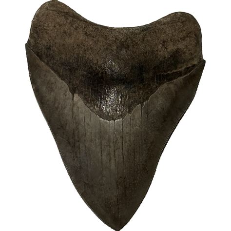Rare Megalodon Tooth From South Georgia Authenticity And Quality