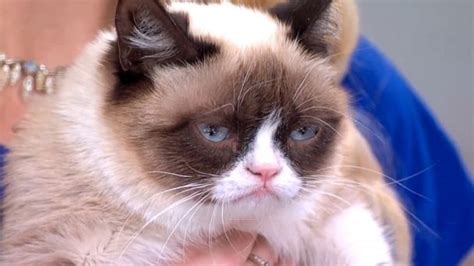 video internet sensation grumpy cat has died at age 7 abc news