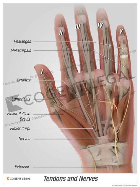 Hand Tendons And Nerves