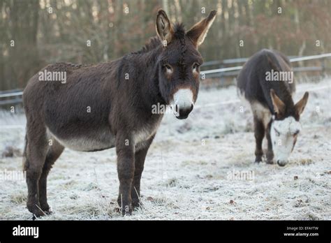 Chocolate Brown And Skewbald Donkeys Stock Photo Alamy