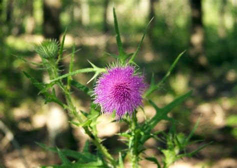 Pink Thistle Flower Free Stock Photos In Jpeg  1280x909 Format