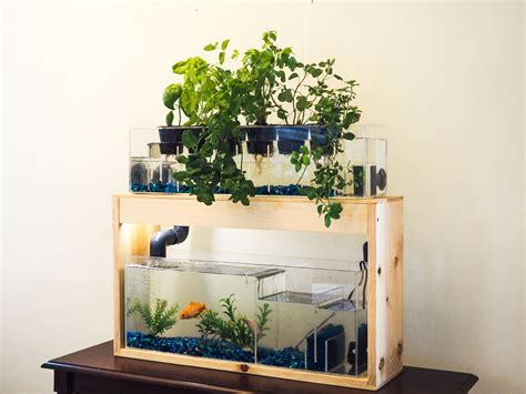 Home Aquaponic System With Plant Bed And Aquarium By Bigfishinteriors