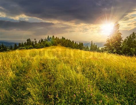 Meadow With Tall Grass On A Mountain Top Near Coniferous Forest In