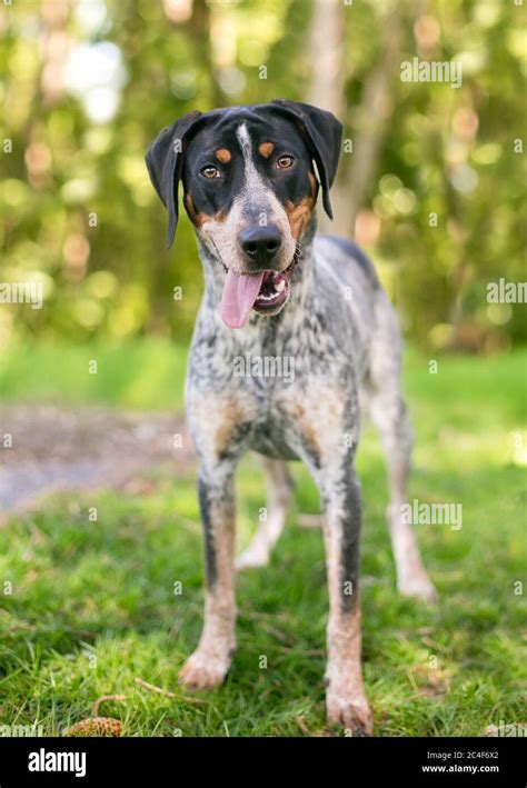 A Happy Bluetick Coonhound Mixed Breed Dog Looking At The Camera With A