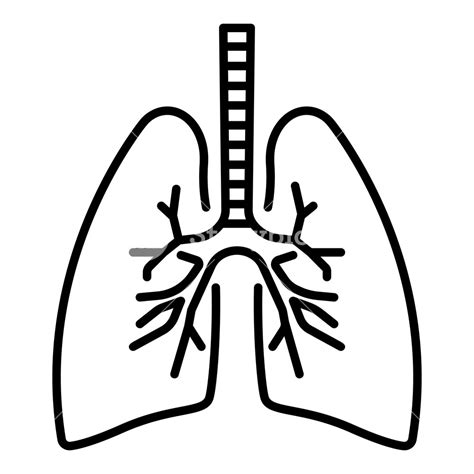 Lungs Vector At Collection Of Lungs Vector Free For