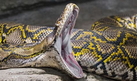 Python Horror As Womans Body Is Found In Stomach Of 21 Foot Snake