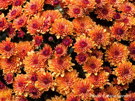 Hardy Mums How To Over Winter Mums In The Garden