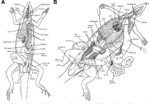 Anatomy Of A Lizard