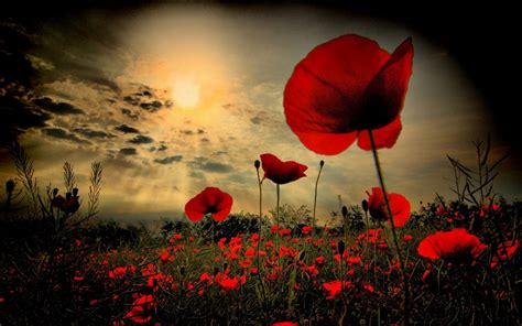 Armistice Day 2019 Poppies Commemorations And Why The Act Of
