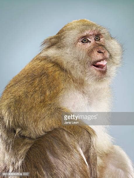 Monkey Sticking Tongue Out Stock Fotos Und Bilder Getty Images