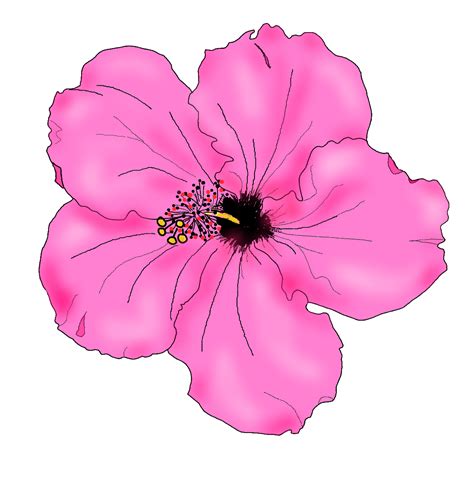 Bunga Raya Png Hibiscus Flower Line Art Free Clip Art Vrogue Co