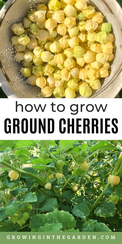 How To Grow Ground Cherries 10 Tips For Growing Ground Cherries Growing In The Garden