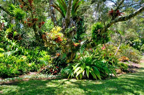 Big Island Hawaii Tropical Yard Tropical Backyard Landscaping Tropical