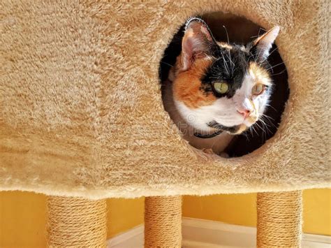 Head Of A Calico Cat Peeking Out Of A Cat Tower Stock Image Image Of