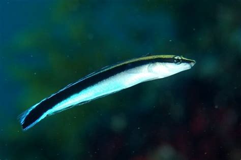 False Cleanerfish Aspidontus Taeniatus In Aquarium