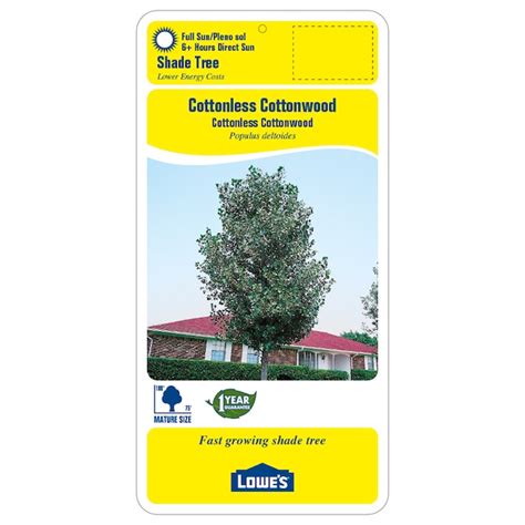 Lowes 875 Gallon S Shade Cottonless Cottonwood In Pot With Soil