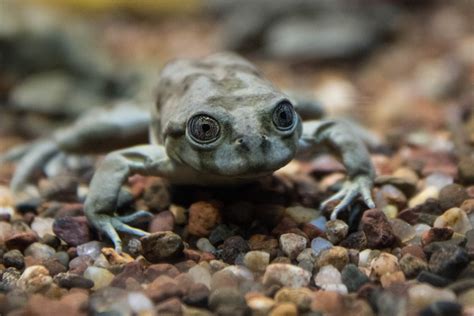 Lake Titicaca Water Frog Zoochat