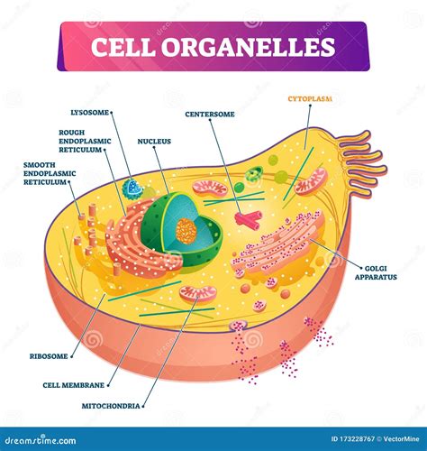 Cell Organelles Biological Anatomy Vector Illustration Diagram Stock