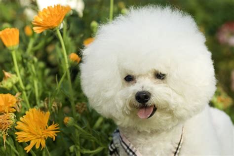 How To Take Care Of Bichon Frise Hair Photo Bleumoonproductions