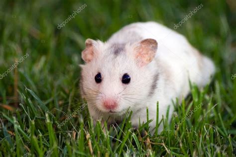 White Hamster Stock Photo Icefront