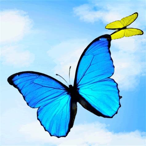 47 Animated Butterfly Wallpapers Wallpapersafari