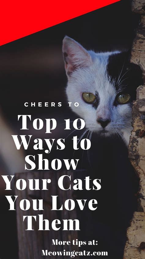 Top 10 Ways To Show Your Cats You Love Them Cats I Love Cats Kitten