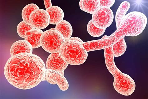 Cancer Develops From Fungal Infections Like Candida • Healing The Body