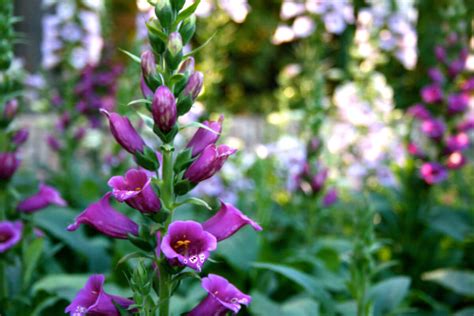 Maybe you would like to learn more about one of these? Foxgloves and Fairies | The Forest Fairy