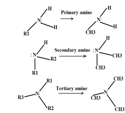 How To Identify And Classify Amines Examples And Characteristics Functional Group Methyl